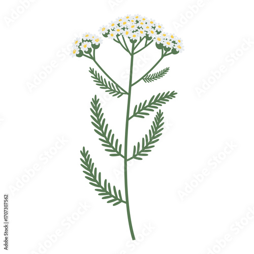 Detailed botanical illustration of a flowering yarrow plant with white blossoms and green leaves – flat illustration