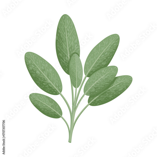 Detailed green sage leaves illustration – flat illustration