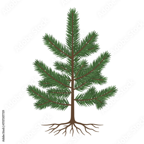 Tall green pine tree with detailed roots – flat illustration
