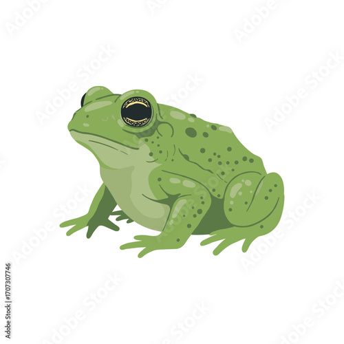 Green frog illustration – flat illustration