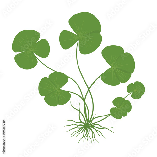 Green centella asiatica plant with leaves and roots – flat illustration