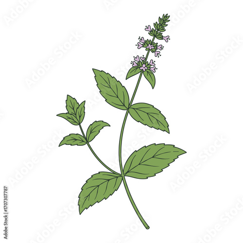 Detailed illustration of mint plant with green leaves and purple flowers – flat illustration