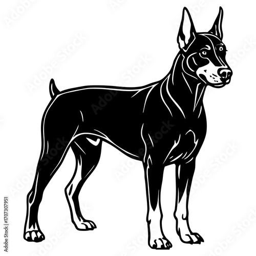 Black and white illustration of a doberman pinscher standing