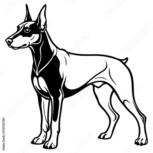 Black and white illustration of doberman dog standing sideways