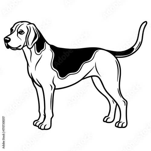 Black and white illustration of a beagle dog standing