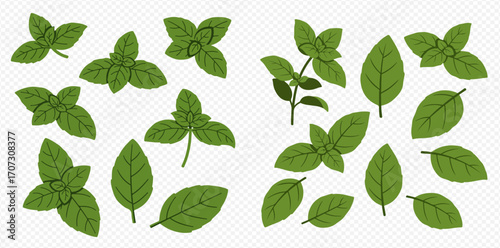 Collection of various basil leaves, whole sprigs, and individual leaves, illustrated in a simple style.
