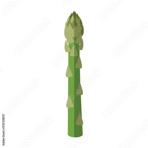 Illustration of fresh green asparagus – flat illustration