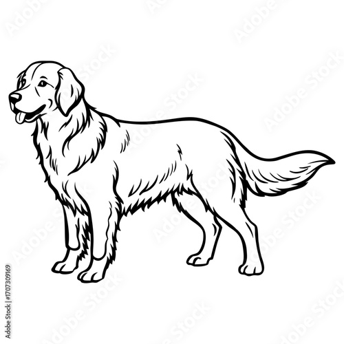 Golden retriever dog standing side profile illustration