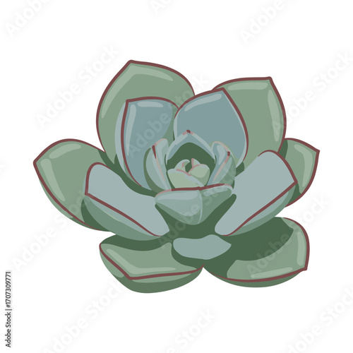 Green echeveria succulent – flat illustration