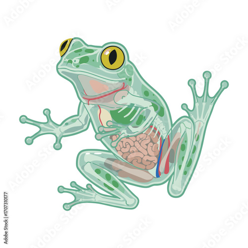 Anatomical illustration of a frog with internal organs visible – flat illustration