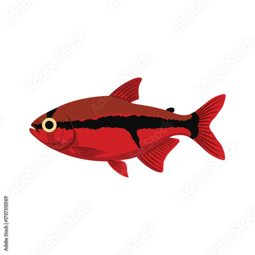 Colorful red and black tetra fish illustration with distinctive pattern – flat illustration