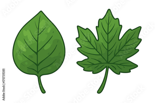 Two green leaves illustration, simple and complex leaf shapes for comparison. Botanical vector icons showing different plant species. Nature, ecology, and biology concept design.