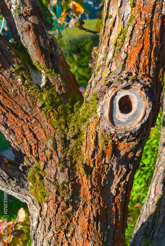 A hollow in an old pear tree