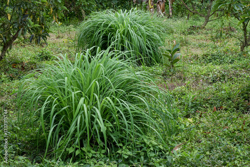 Lemongrass (Cymbopogon citratus) is an ingredient in drinks, a cooking fragrance, and a traditional herbal medicine.