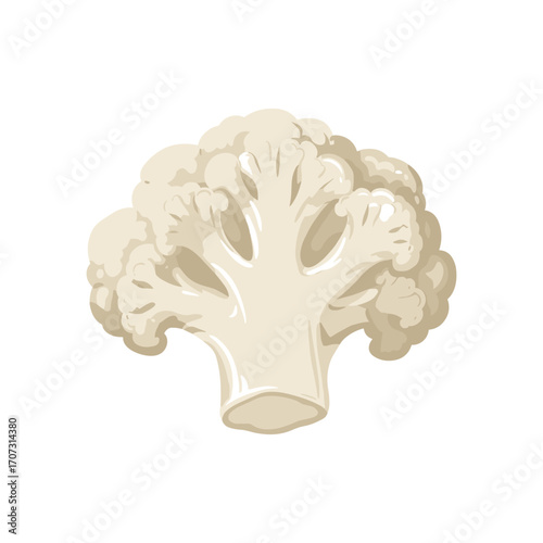 Fresh raw cauliflower – flat illustration
