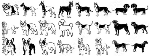 Diverse collection of dog breeds line art illustrations