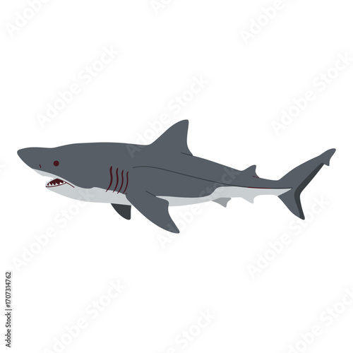 Great white shark illustration with detailed features – flat illustration