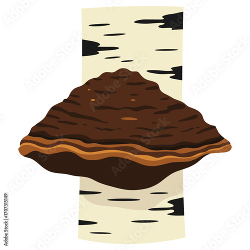 Chaga mushroom on birch tree illustration – flat illustration