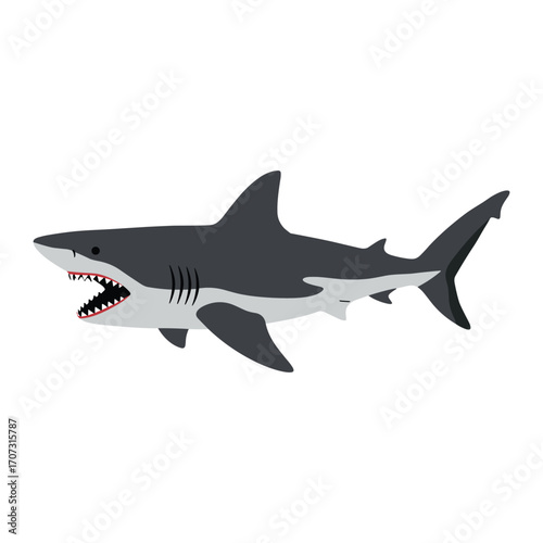 Great white shark illustration with open mouth showing sharp teeth – flat illustration