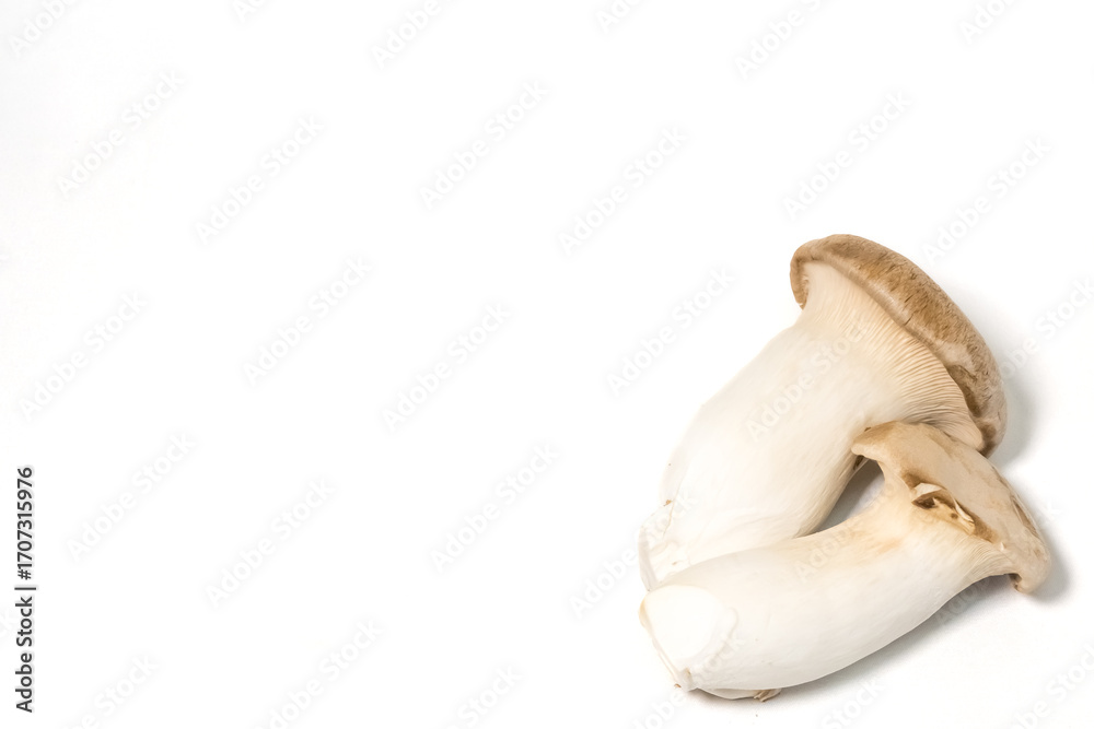 Fototapeta premium エリンギ