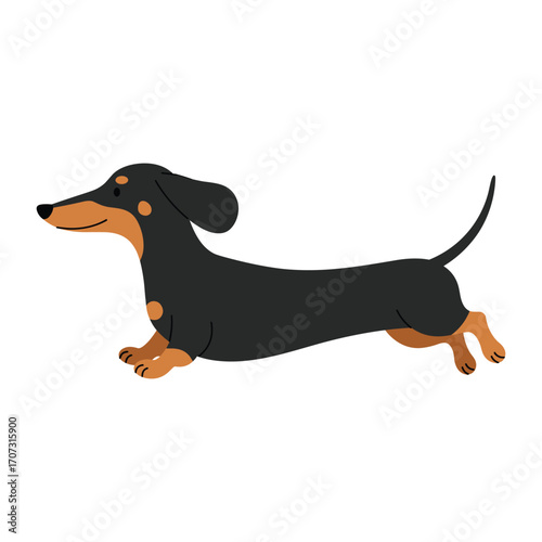 Cartoon dachshund dog with black and brown coat – flat illustration
