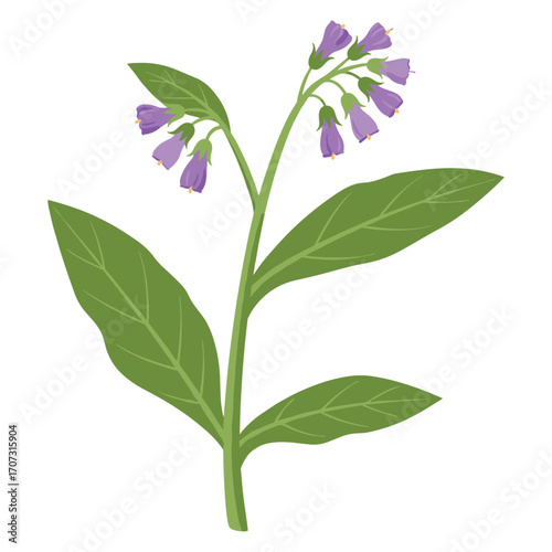 Illustration of comfrey plant with green leaves and purple flowers – flat illustration