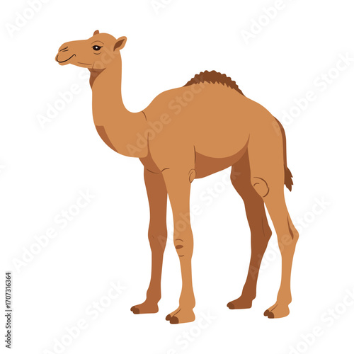 Cartoon camel illustration with hump – flat illustration