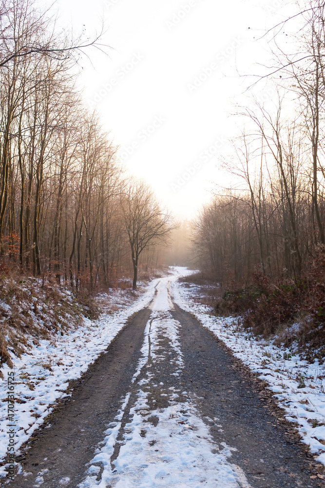 Obraz premium Winter forest covered in snow