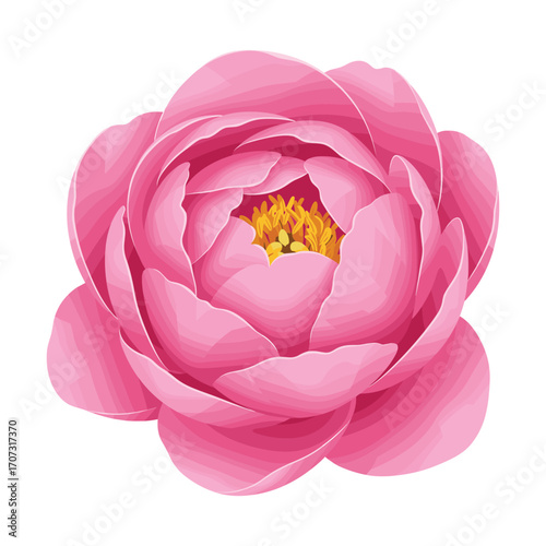 Vibrant pink peony bloom with yellow center – flat illustration