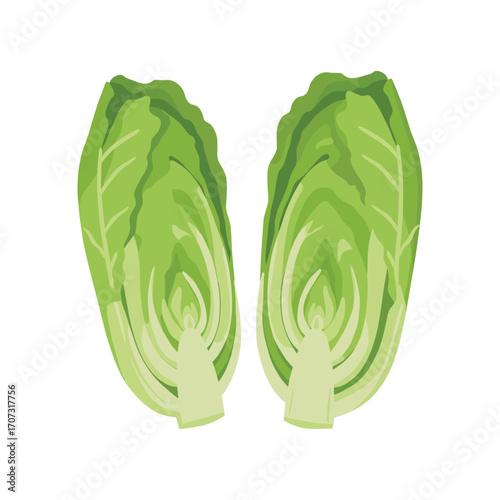 Sliced romaine lettuce heads displaying crisp green layers – flat illustration