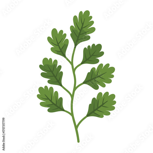 Green fresh coriander leaves – flat illustration