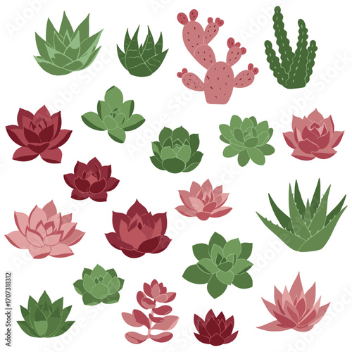 Assorted cacti and succulent collection with varied shapes and colors – flat illustration