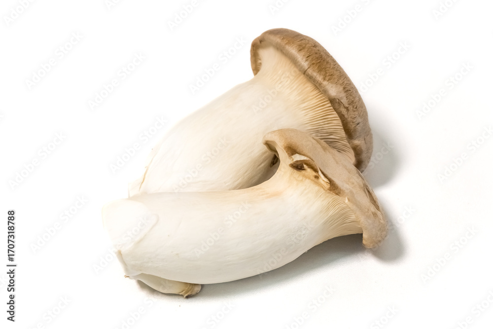 Fototapeta premium エリンギ