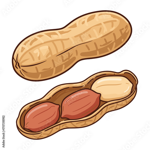 Detailed illustration of whole and shelled peanuts – flat illustration