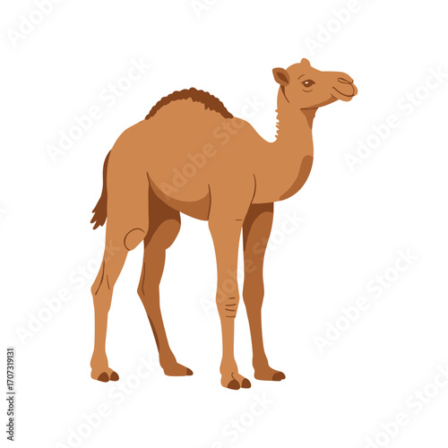 Illustration of a single-humped camel standing on a – flat illustration