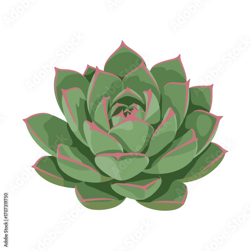 Vibrant green succulent with pink edges on a – flat illustration