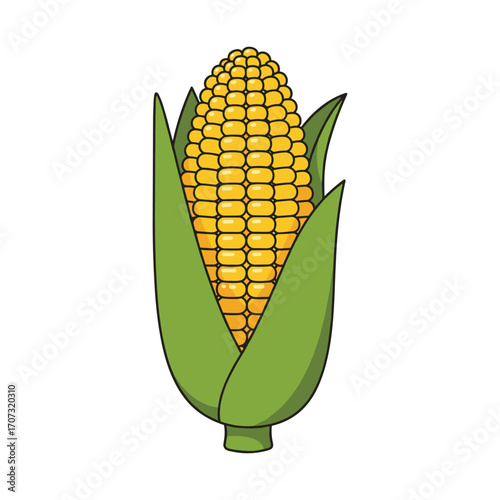 Illustration of fresh yellow corn on cob with green husk – flat illustration