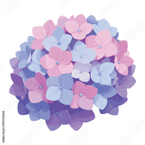 Colorful hydrangea blooms: pink and purple floral arrangement – flat illustration