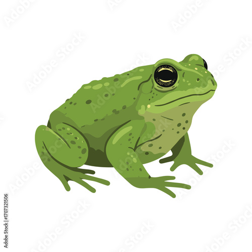Detailed illustration of a green toad – flat illustration