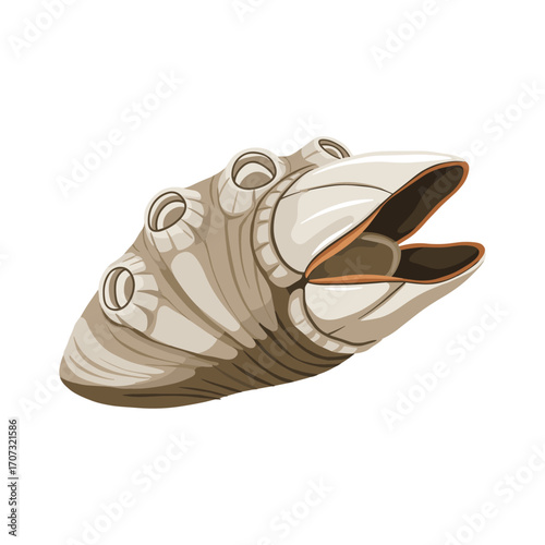 Detailed barnacle illustration – flat illustration