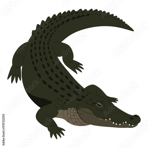 Illustration of a crocodile with long tail and textured skin – flat illustration