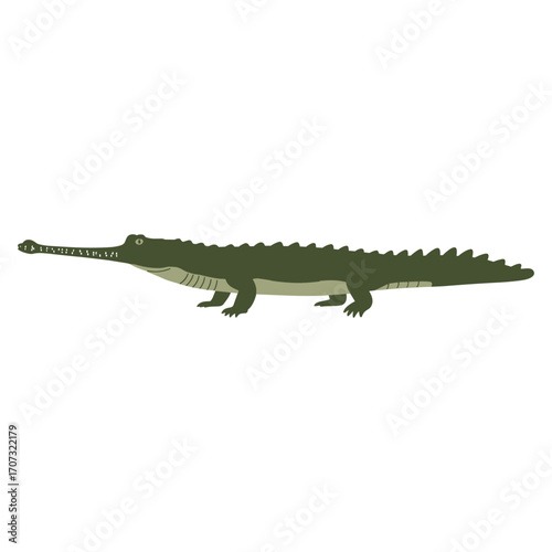 Illustration of a gharial crocodile with long snout in profile view – flat illustration