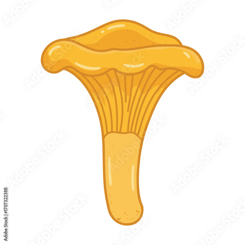 Detailed illustration of a yellow chanterelle mushroom – flat illustration