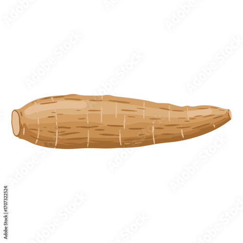 Cassava root illustration – flat illustration