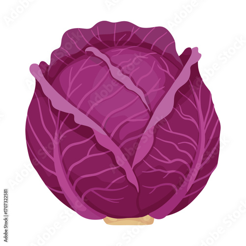 Fresh purple cabbage with vibrant leaves – flat illustration