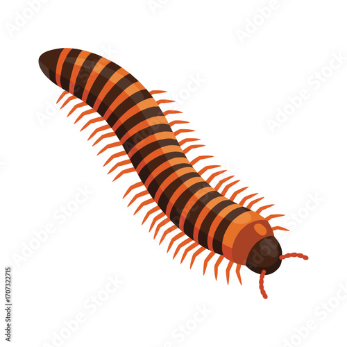 Detailed illustration of a centipede with orange and brown coloration – flat illustration