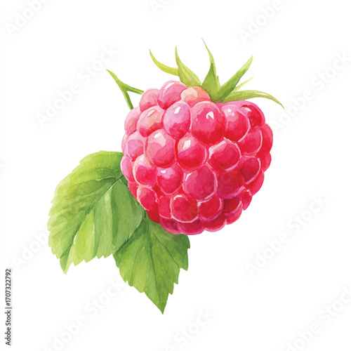 Vibrant Red Raspberry with Green Leaves Watercolor Illustration.