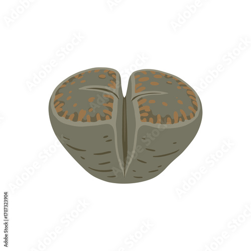 Desert succulent lithops plant with distinctive stone-like appearance – flat illustration