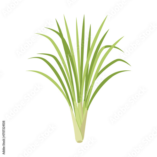 Lemongrass plant vector illustration with green leaves and stalks – flat illustration