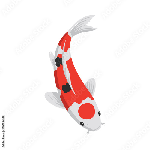 Colorful koi fish with red and white scales swimming gracefully – flat illustration
